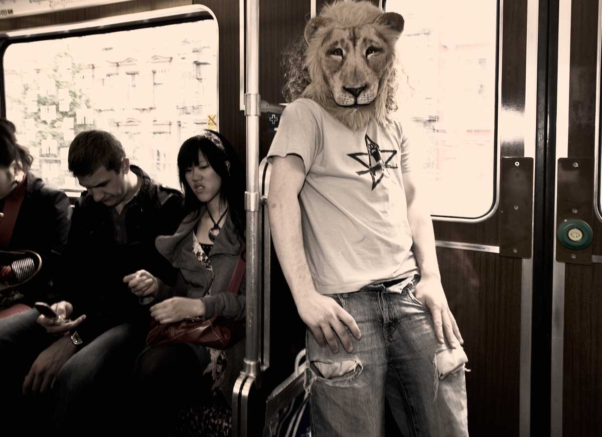 Lion 9