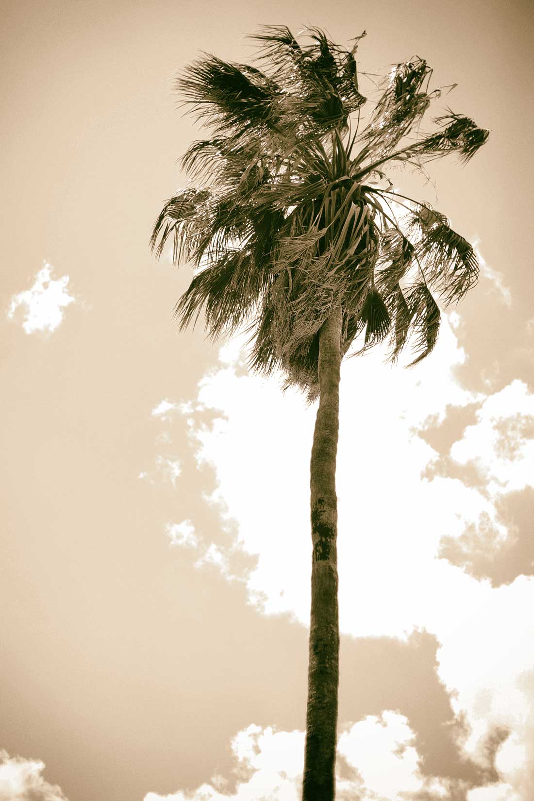 Palm tree 1