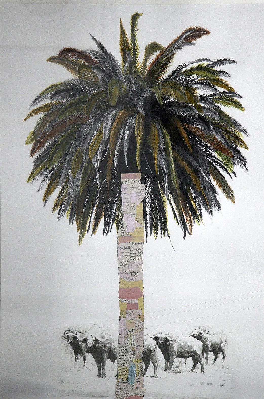 Palm tree with buffalo